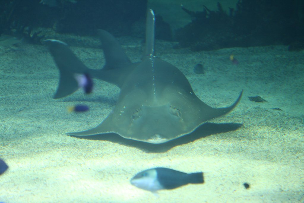 Guitarfish