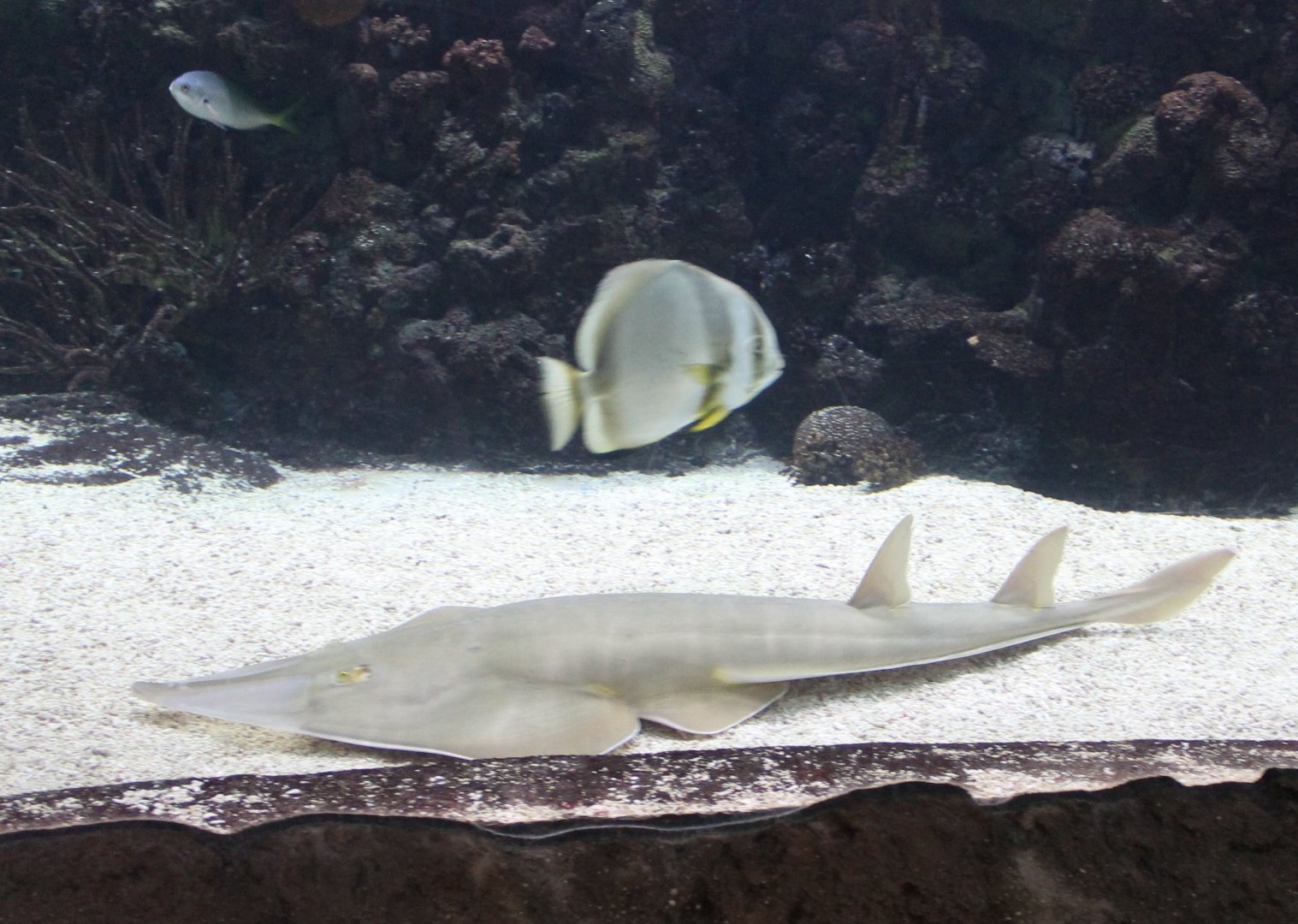 Guitarfish