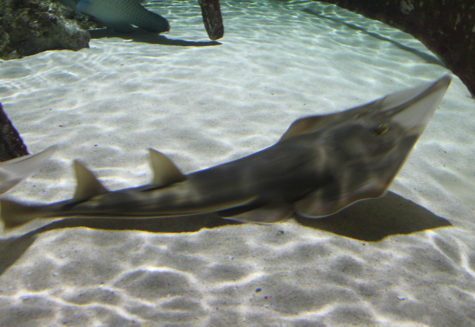 Guitarfish