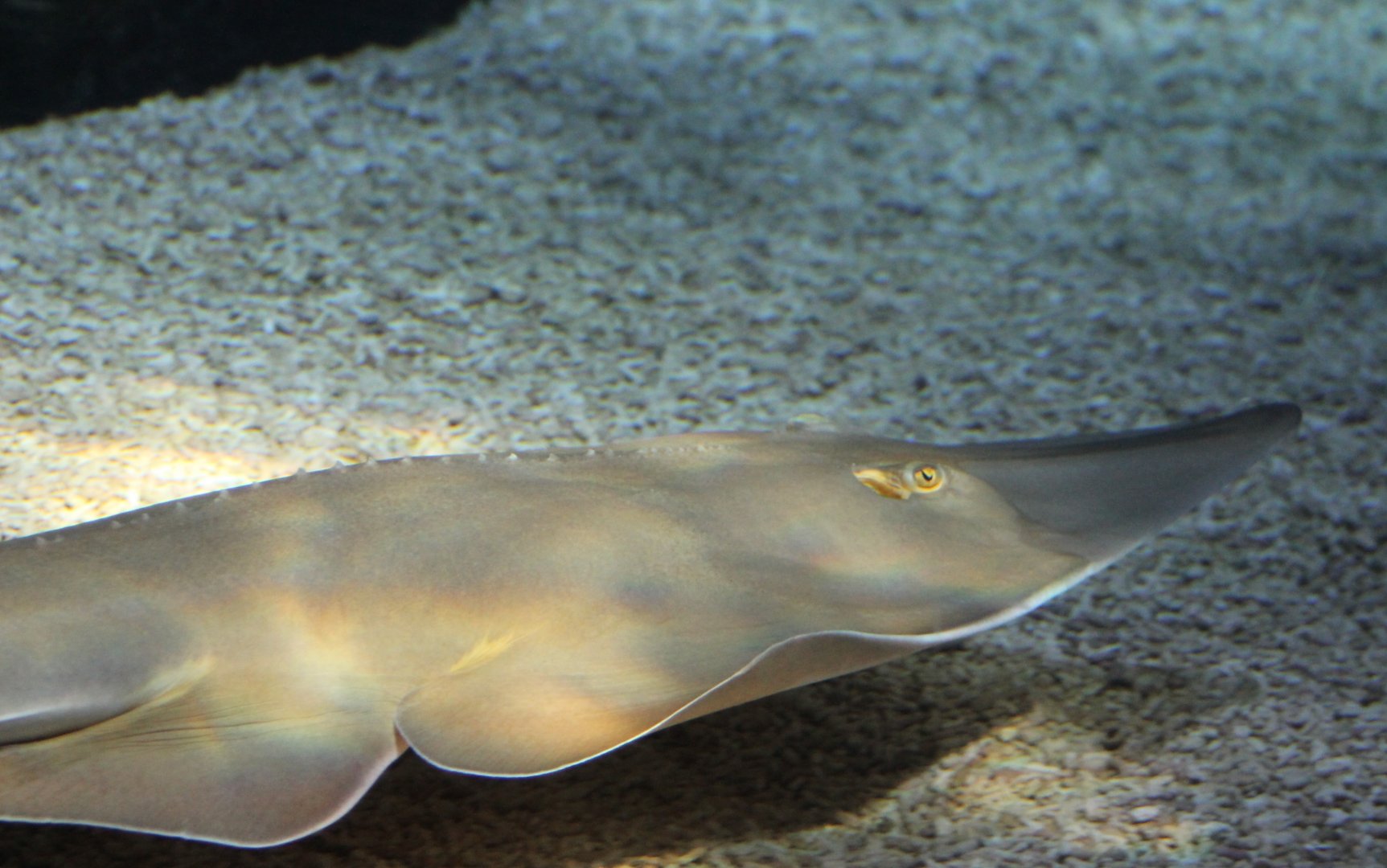 Guitarfish