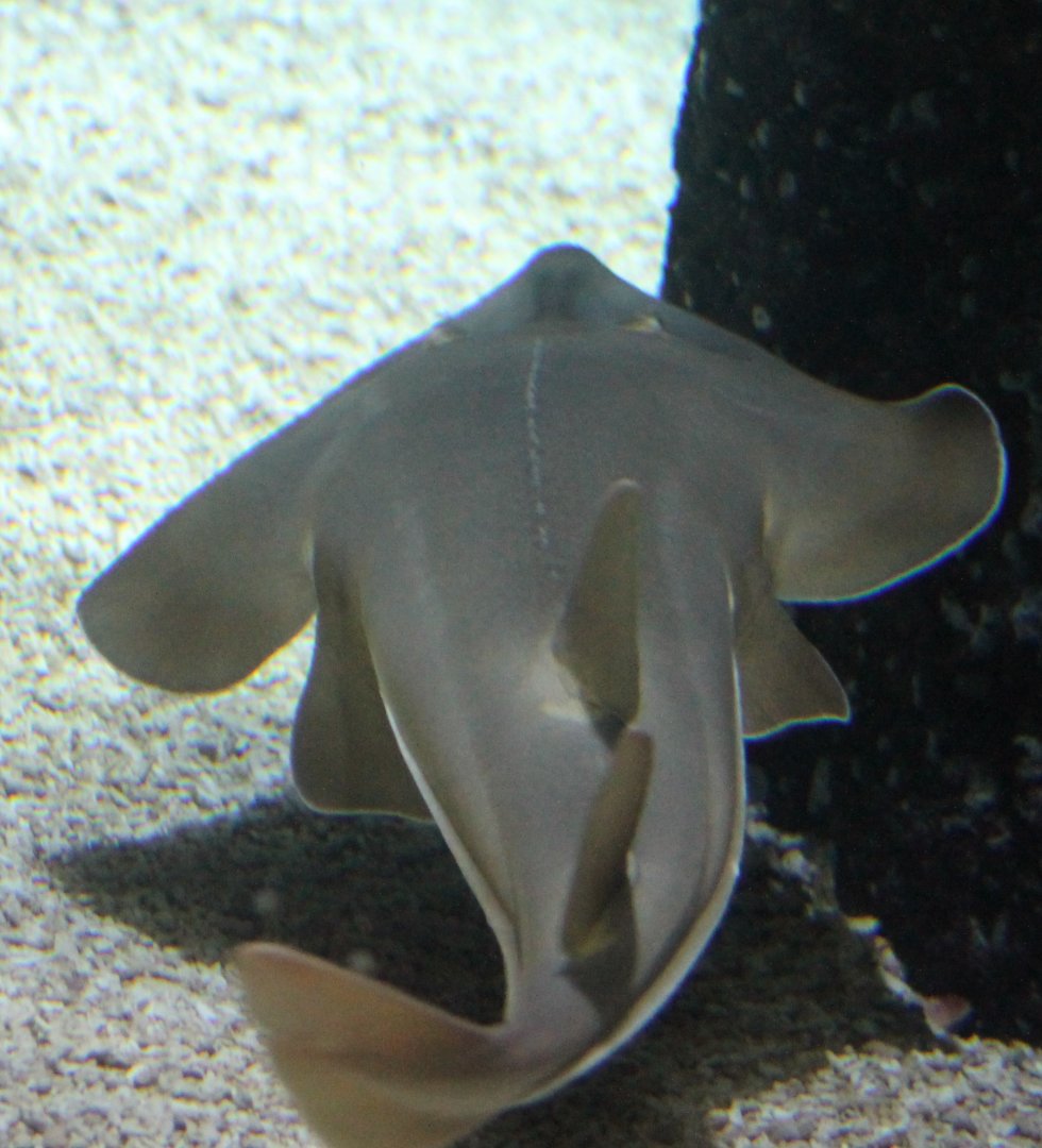 Guitarfish