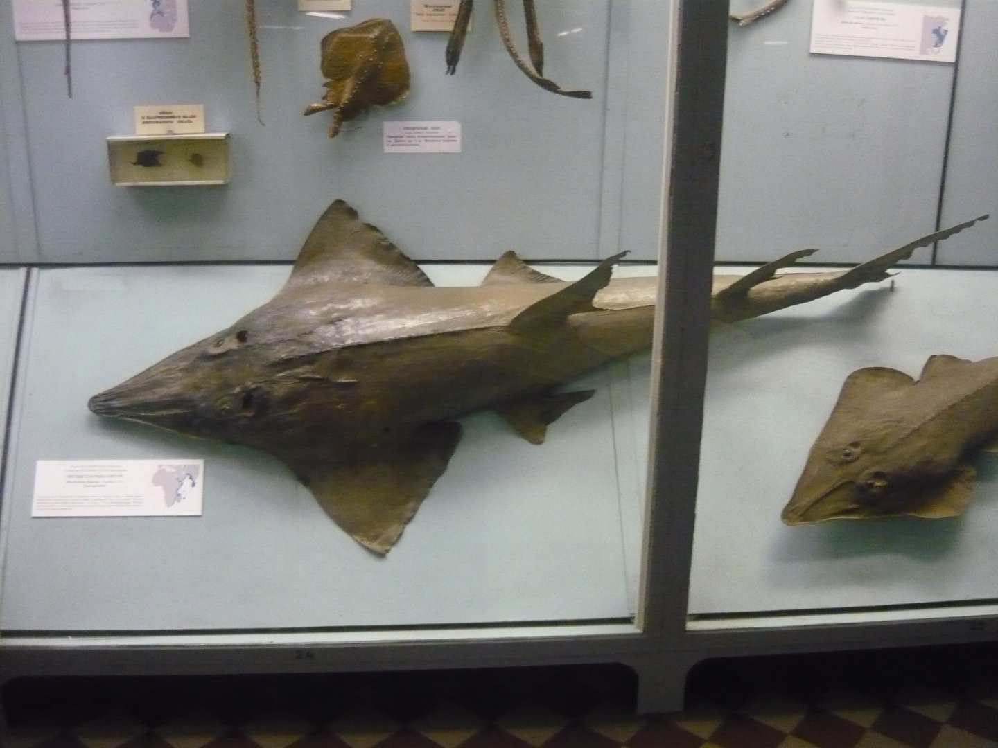 Guitarfish