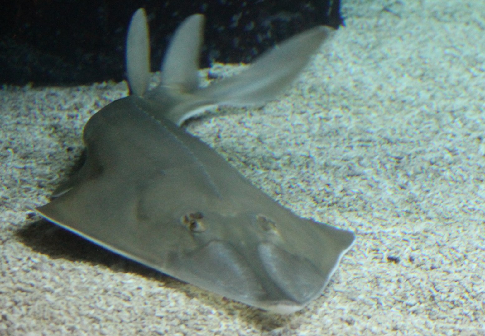 Guitarfish