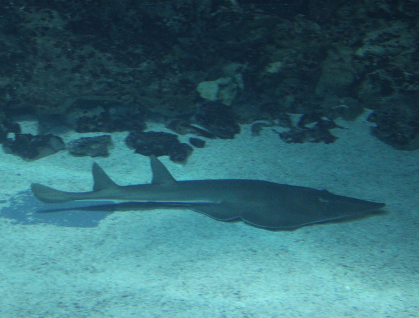 Guitarfish