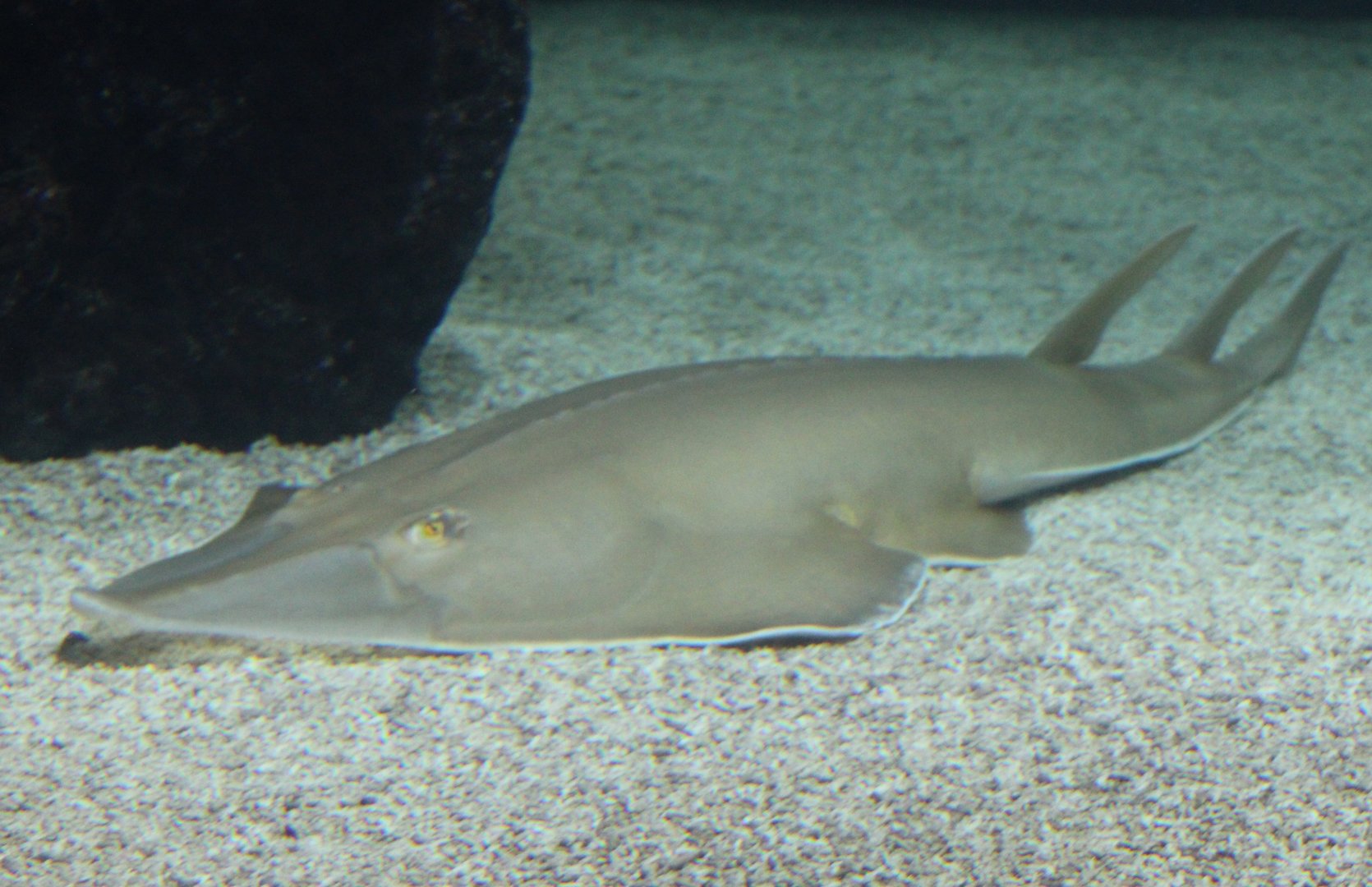 Guitarfish