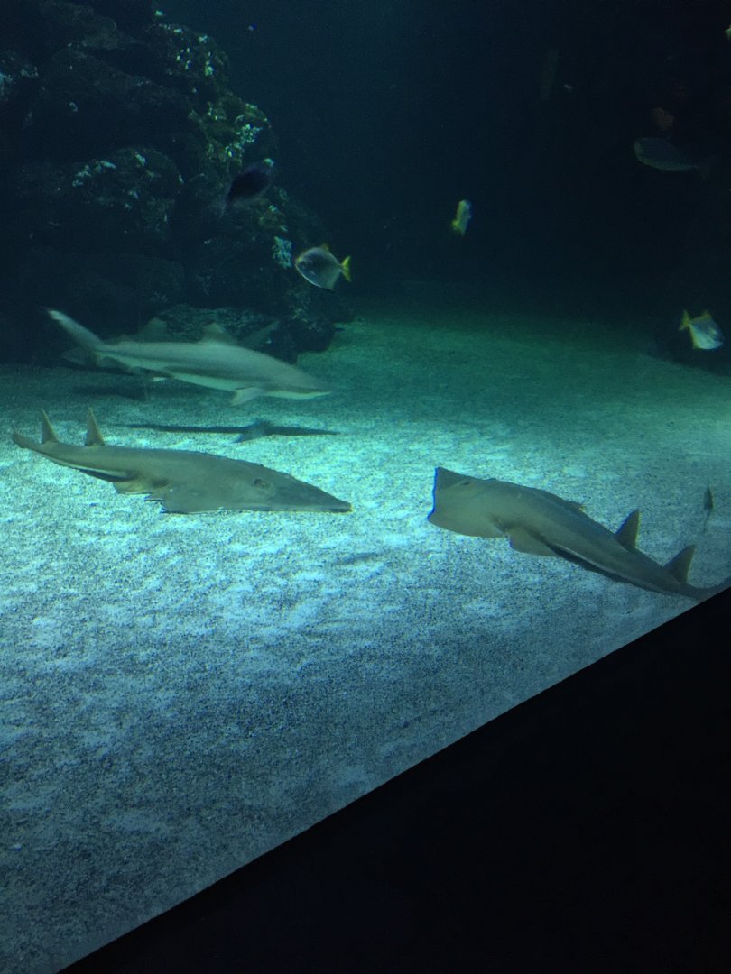 Guitarshark & Black tip reef shark