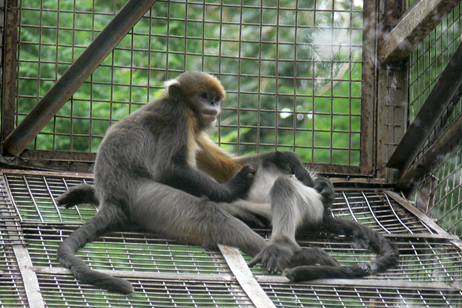 Guizhou snob-nosed monkey