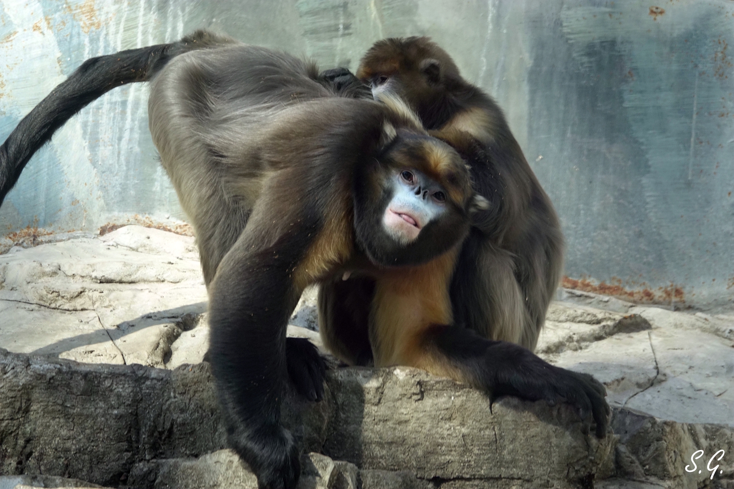 Guizhou snub-nosed monkey allogrooming
