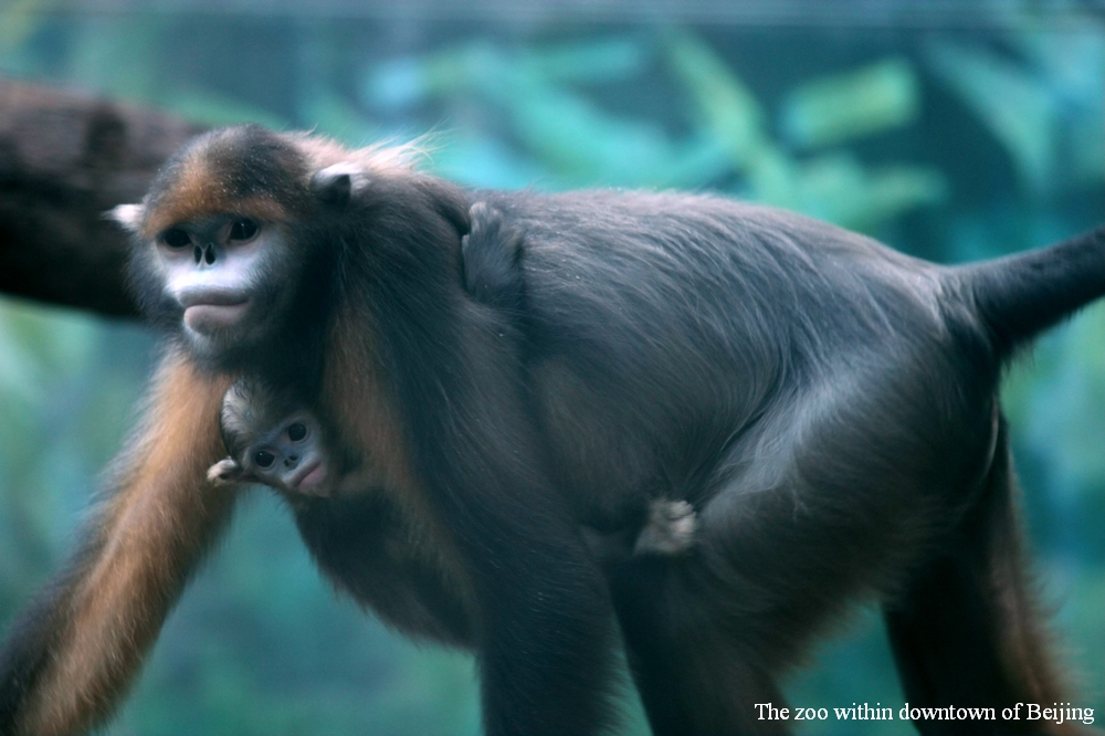 Guizhou snub-nosed monkey and her baby