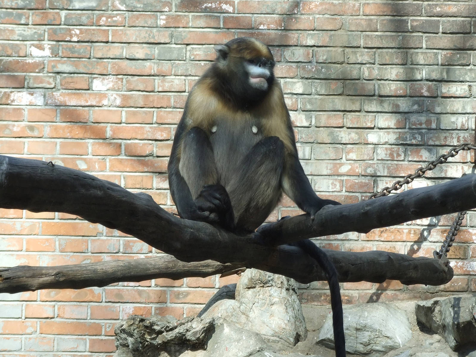 Guizhou snub-nosed monkey (Rhinopithecus brelichi) male