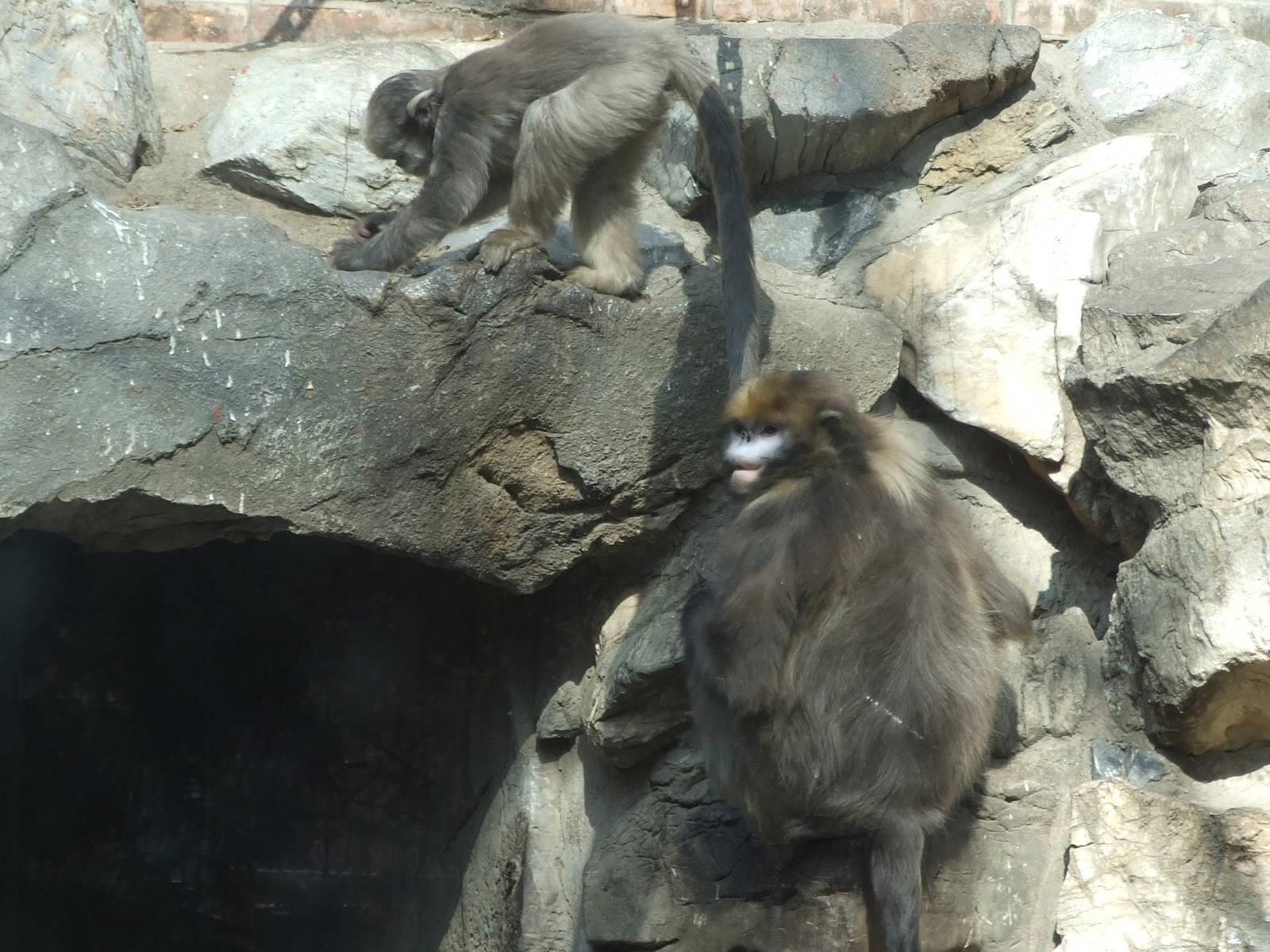 Guizhou snub-nosed monkey (Rhinopithecus brelichi) mother and son