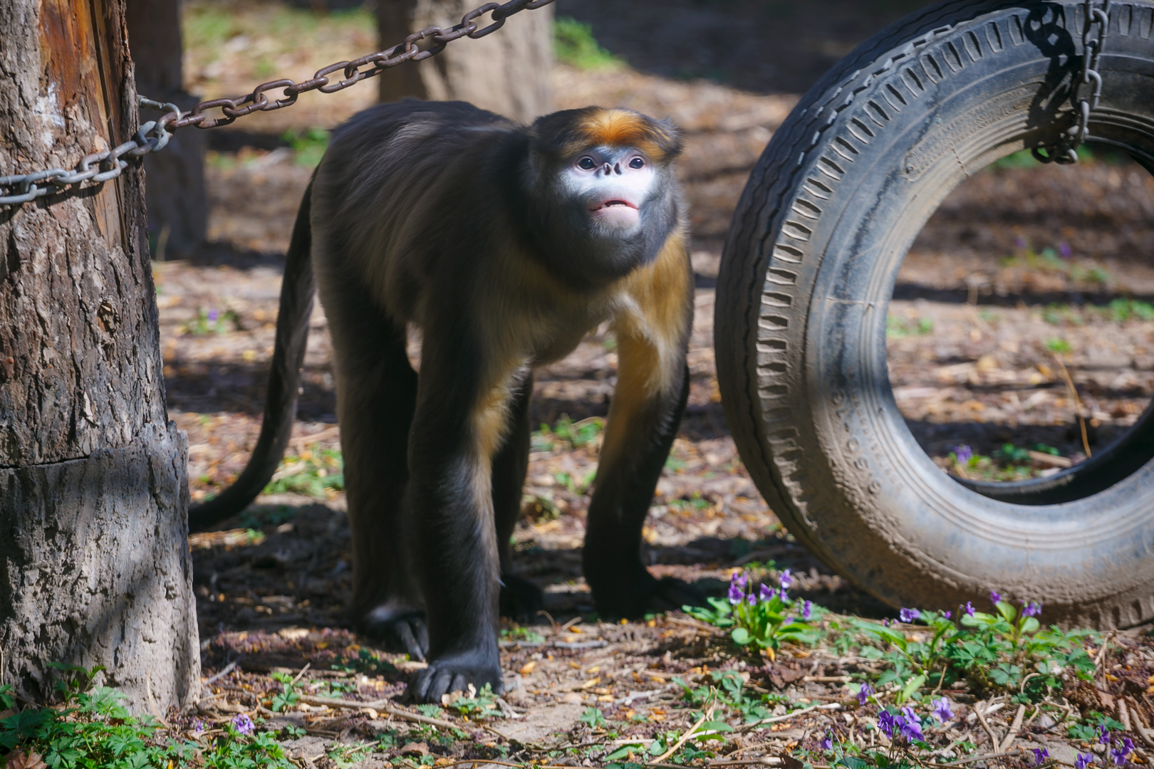 Guizhou snub-nosed monkey