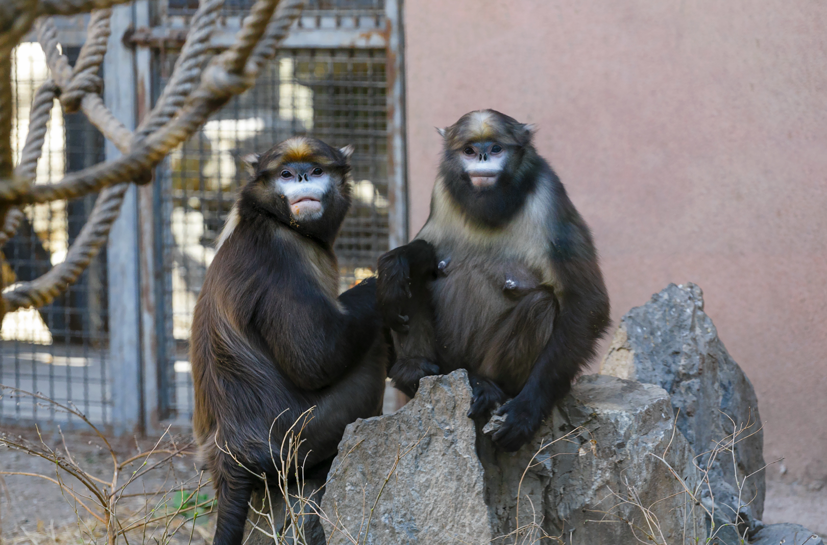 Guizhou snub-nosed monkey