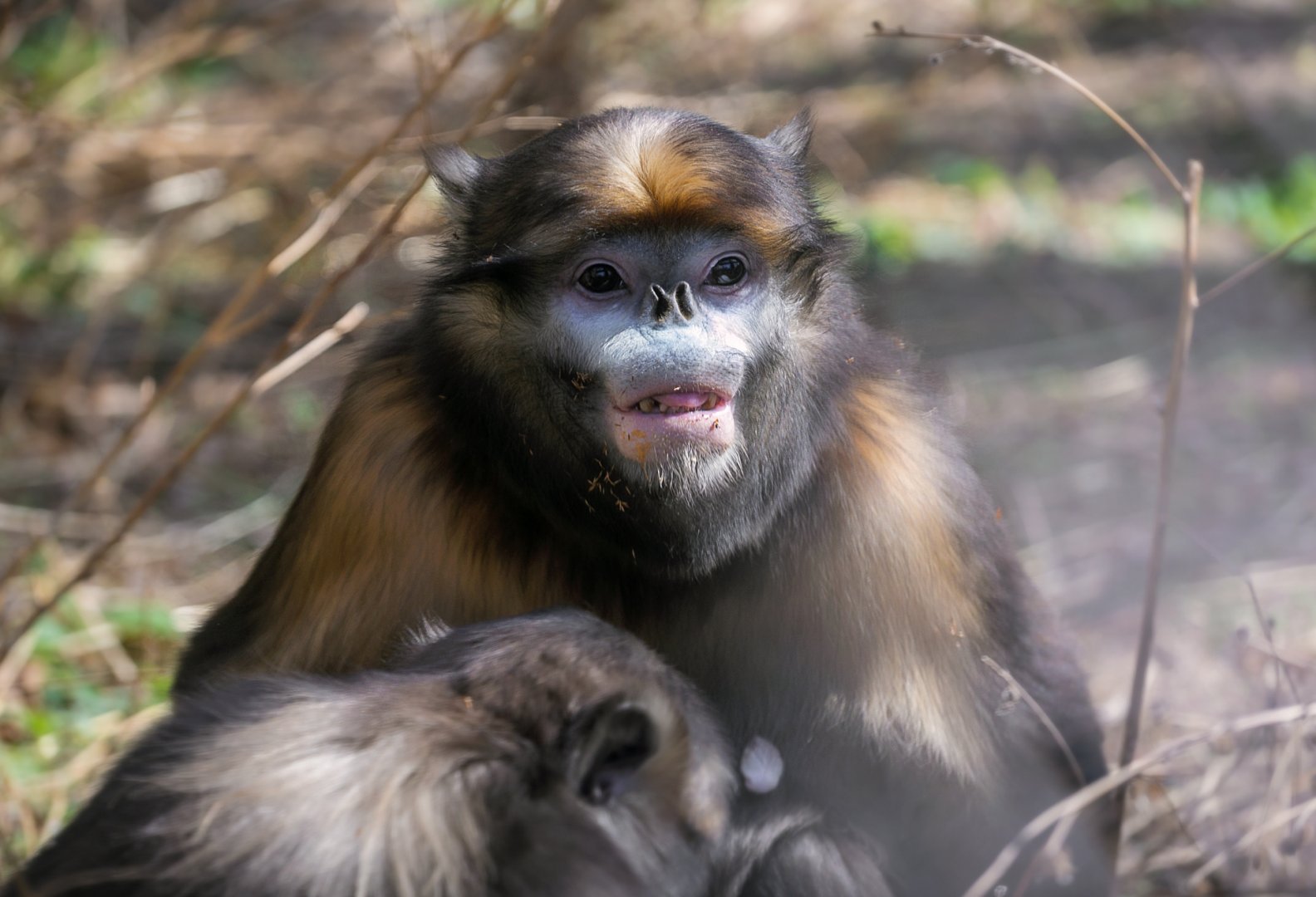 Guizhou snub-nosed monkey