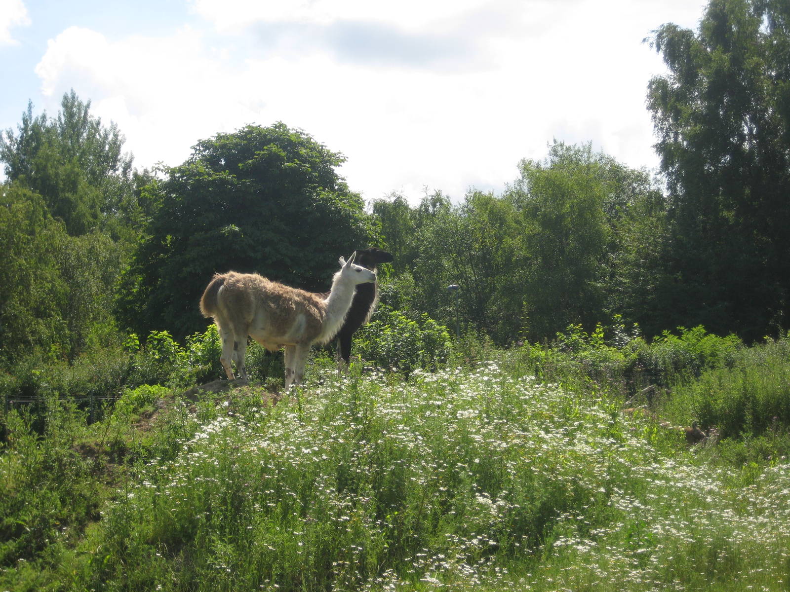 Guldborgsund Zoo - llamas