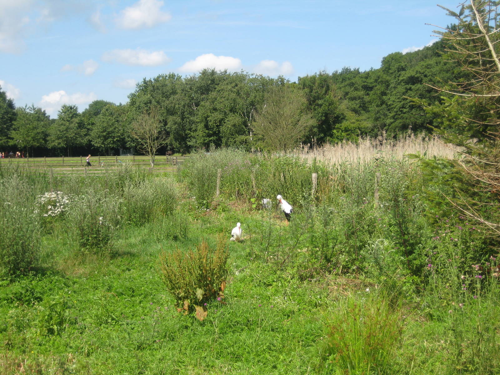 Guldborgsund Zoo - white stork exhibit