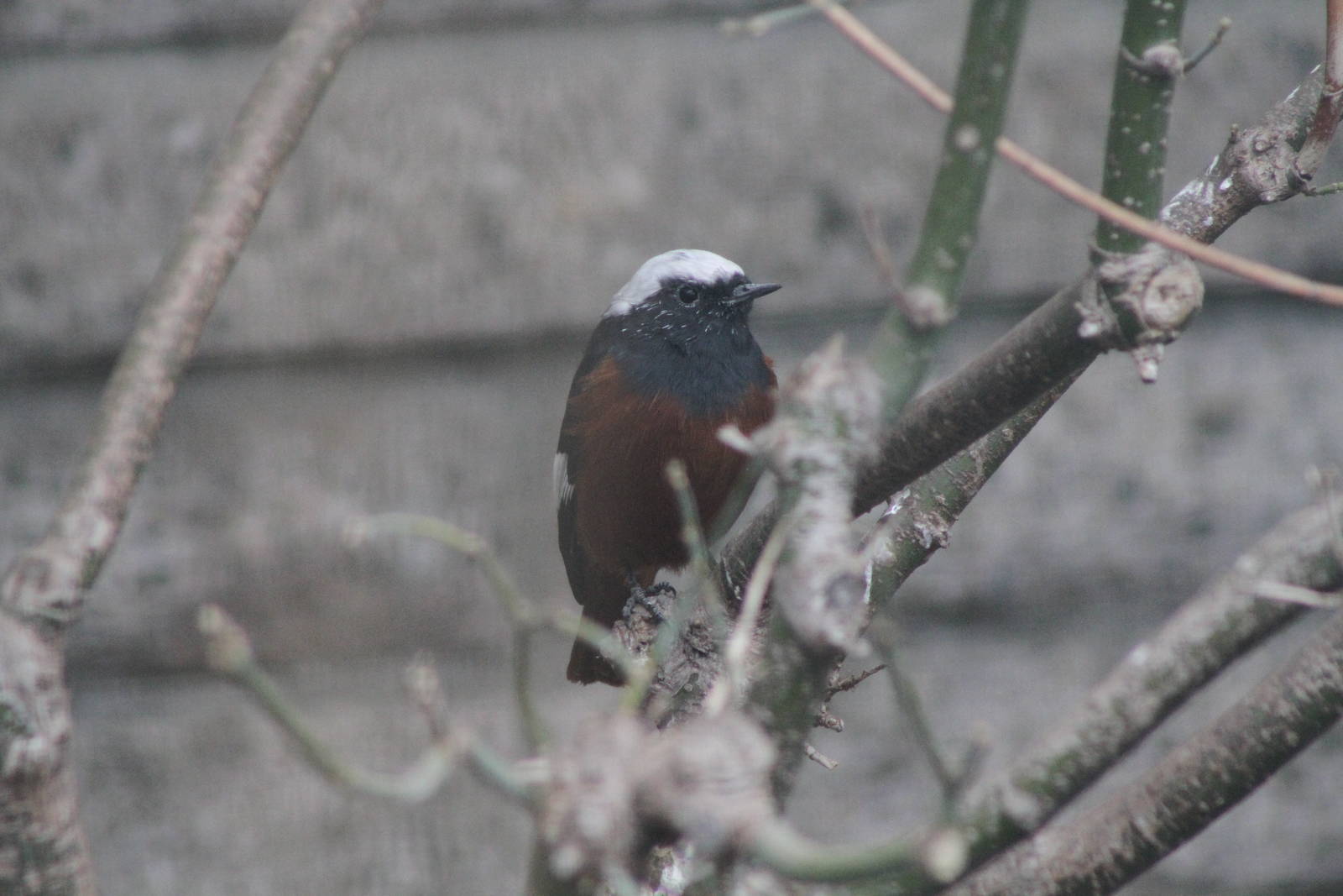 Güldenstädt's Redstart (Phoenicurus erythrogastrus) aka White-winged Redsta