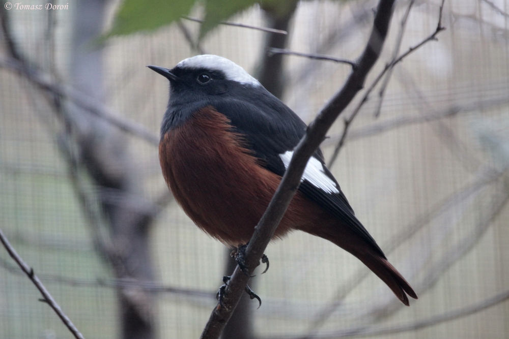 Güldenstädt's Redstart (Phoenicurus erythrogastrus)