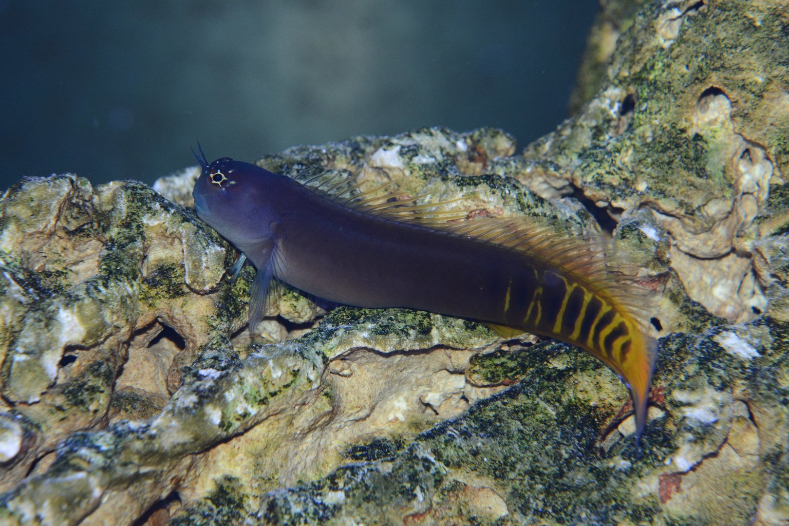 Gulf blenny (Ecsenius pulcher)