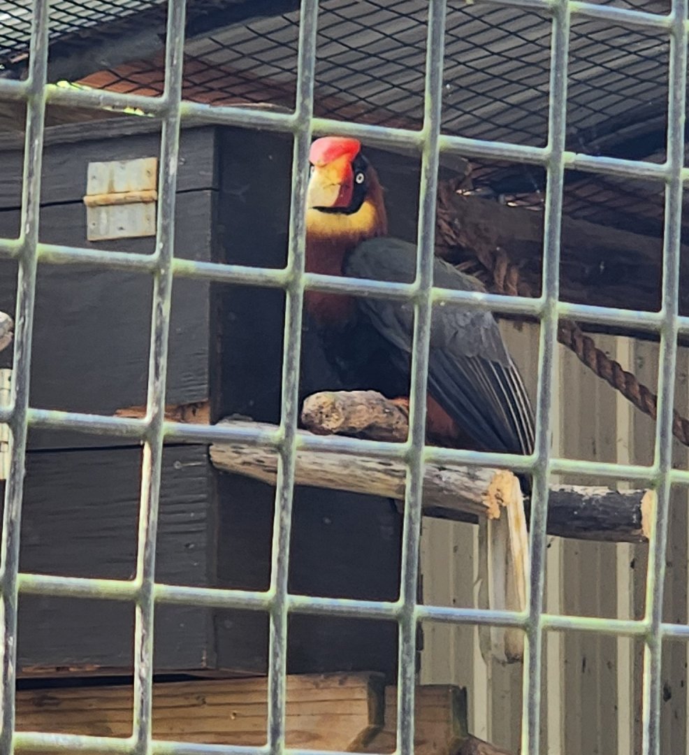 Gulf Breeze Zoo - Philippine Hornbill