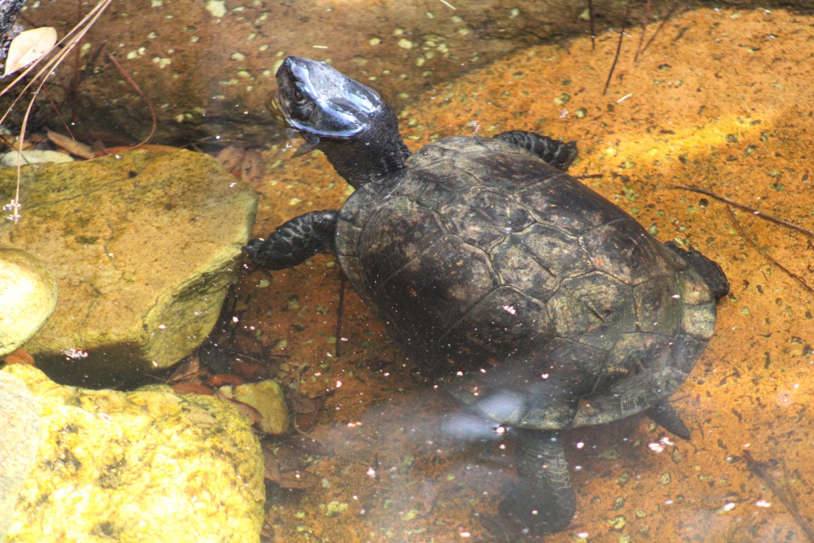 Gulf Coast Box Turtle (T. c. major)