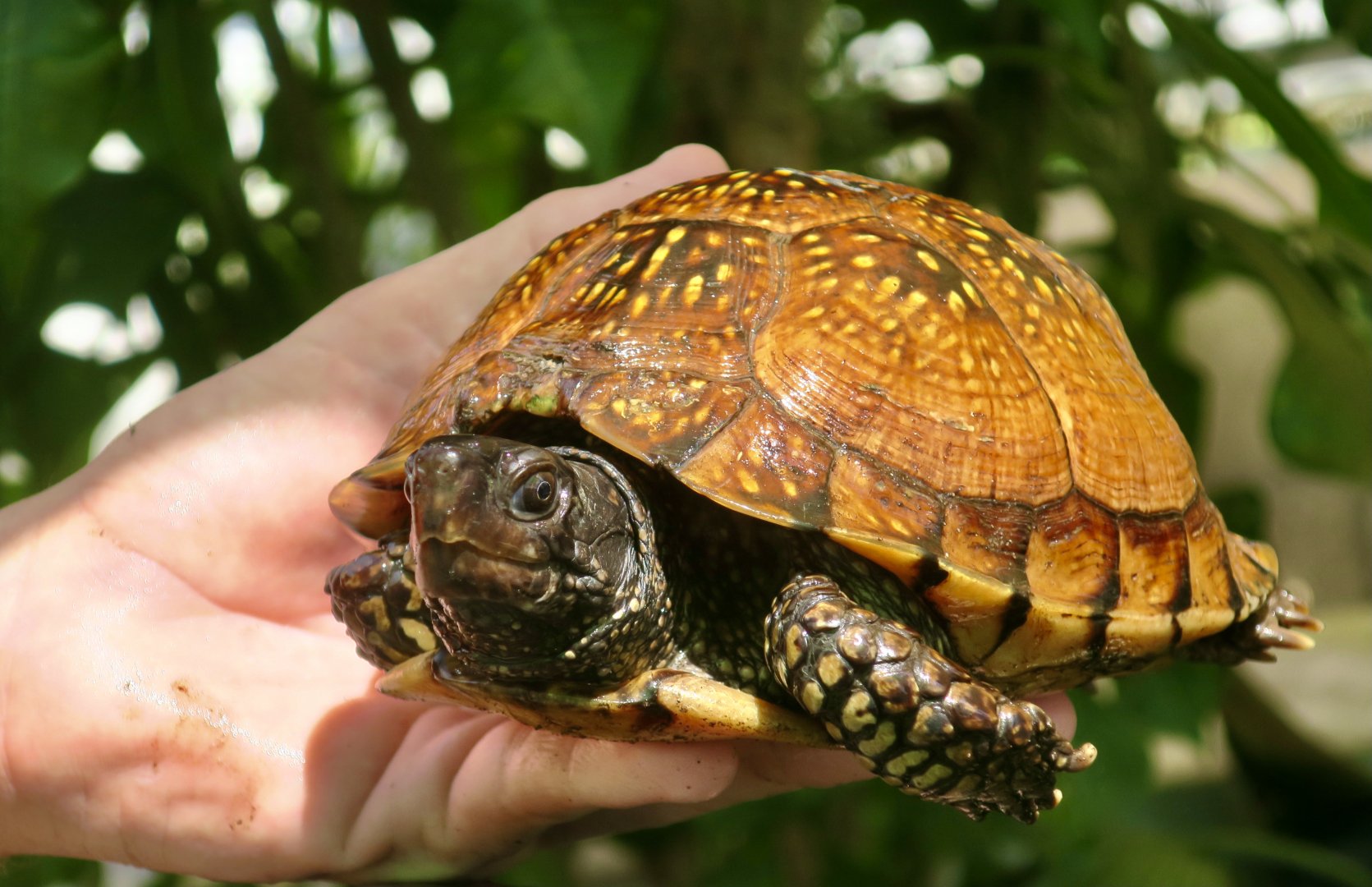 Gulf Coast Box Turtle (Terrapene carolina major)