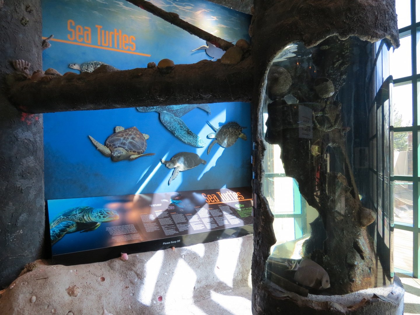 Gulf Coast - Cardinal Soldierfish and Others Exhibit