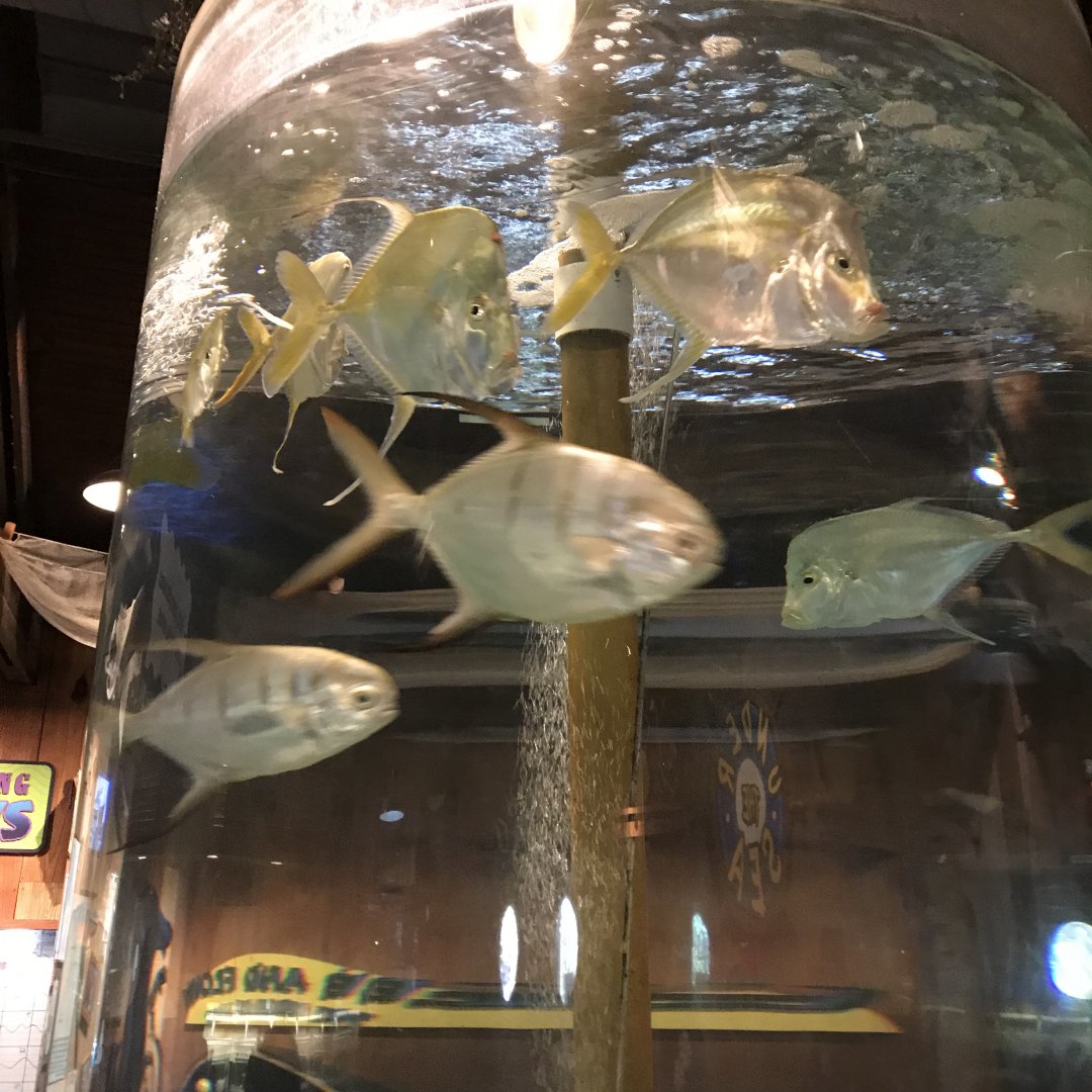 Gulf Coast Fish Tank