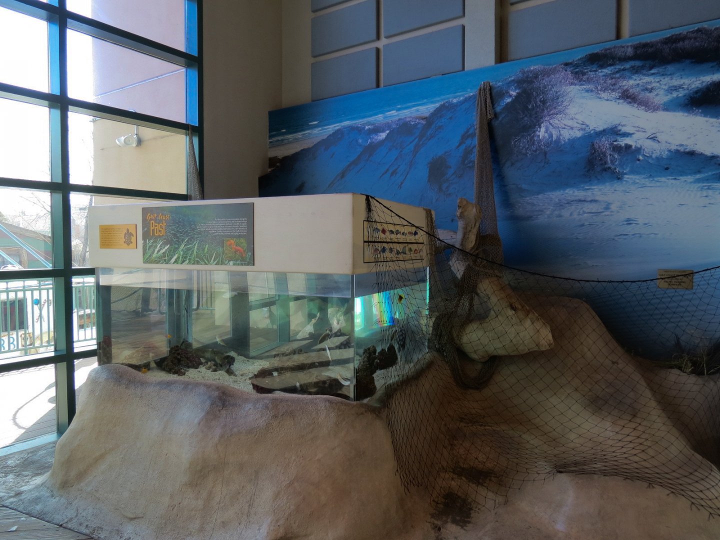 Gulf Coast - Loggerhead and Others Exhibit