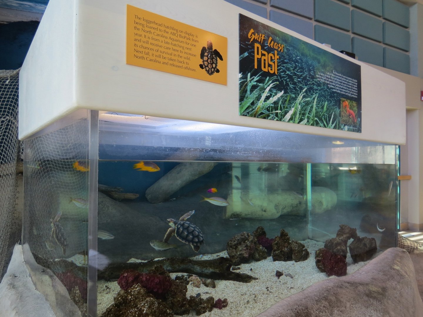 Gulf Coast - Loggerhead and Others Exhibit