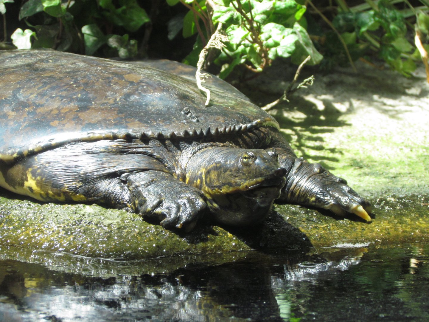 Gulf Coast Spiny Softshell