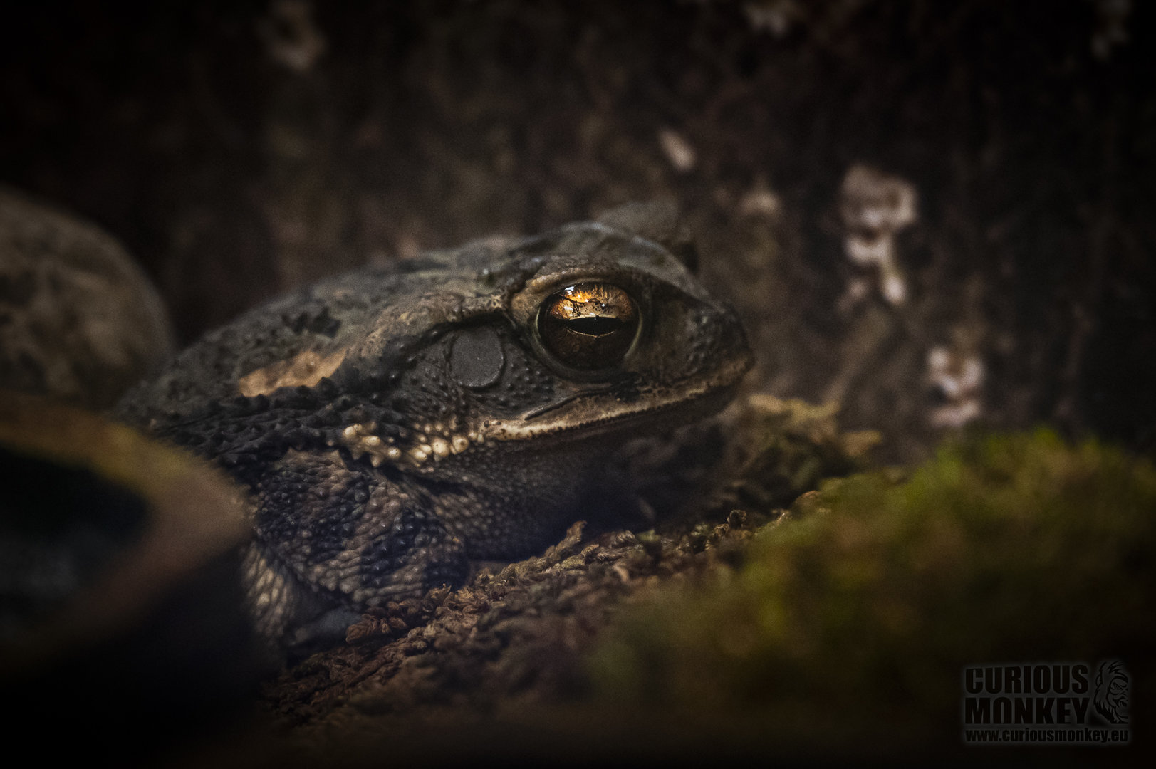 Gulf Coast Toad (incilius nebulifer) 05/22