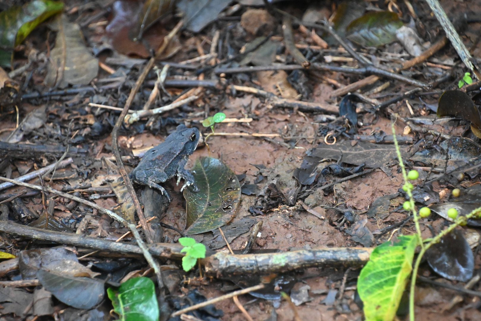 Gulf Coast toad (Incilius valliceps)