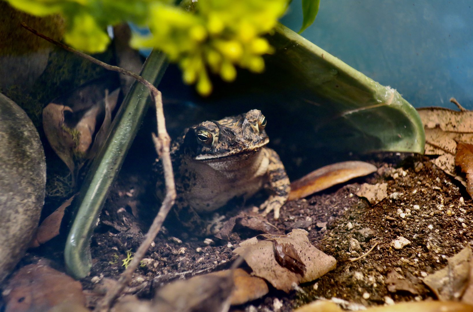 Gulf Coast Toad (Incillius valliceps)