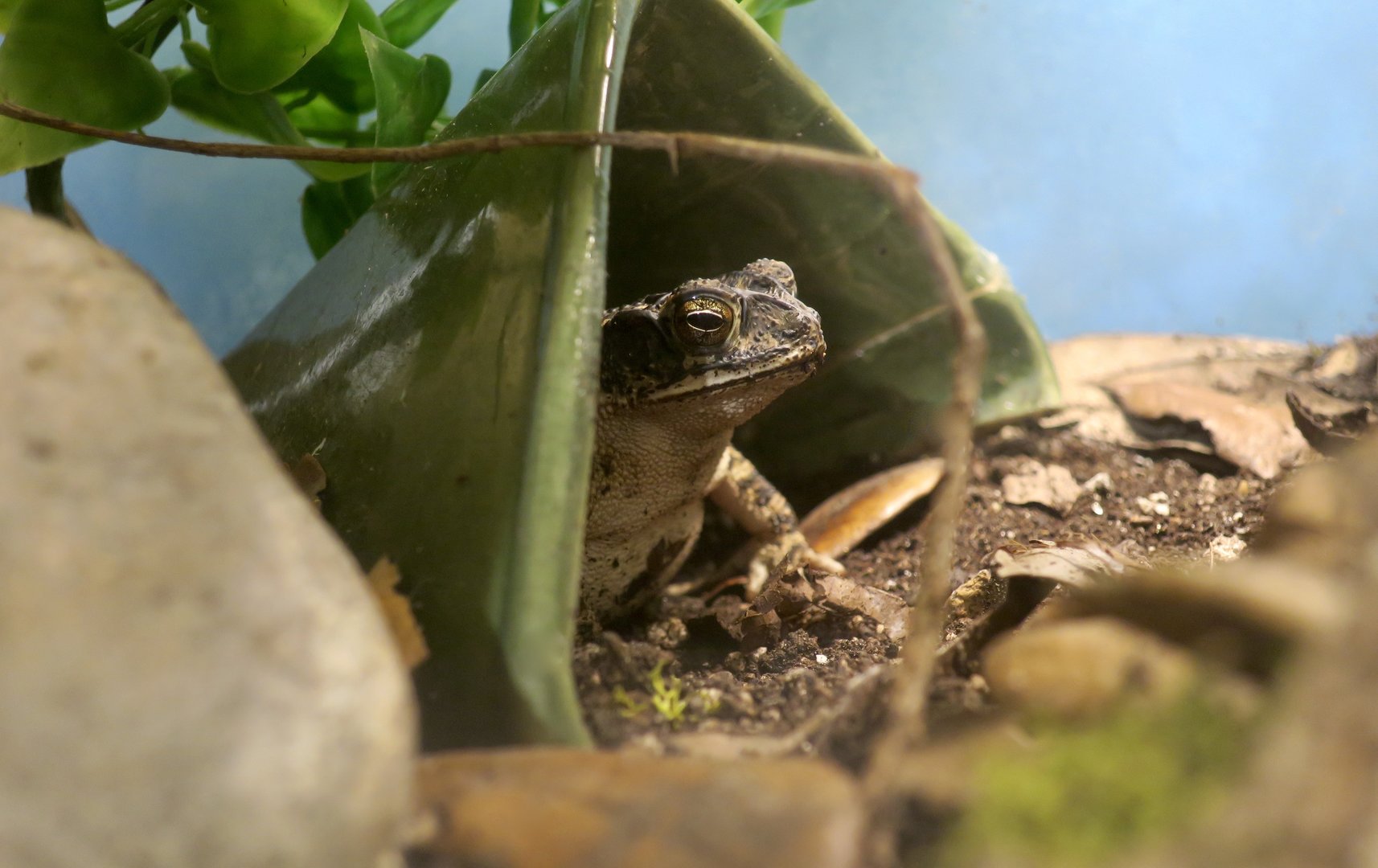 Gulf Coast Toad (Incillius valliceps)