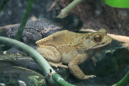 gulf coast toad - two morphs