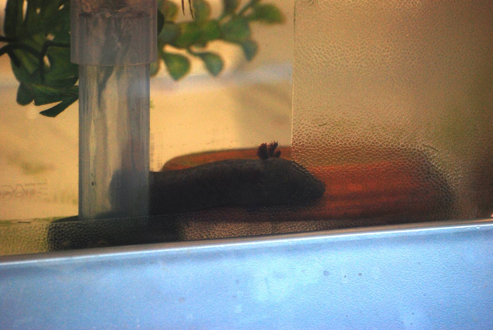 Gulf Coast Waterdog at Jacksonville, 10/10/13