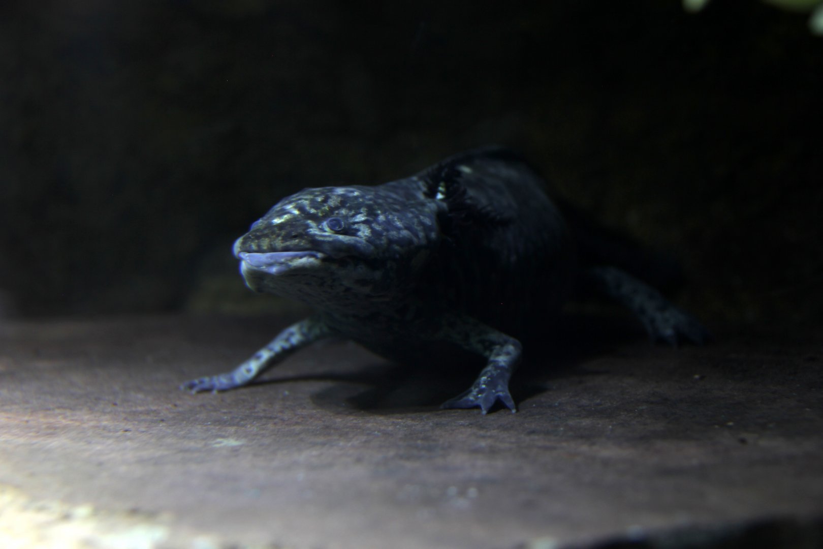 Gulf Coast waterdog (Necturus beyeri)