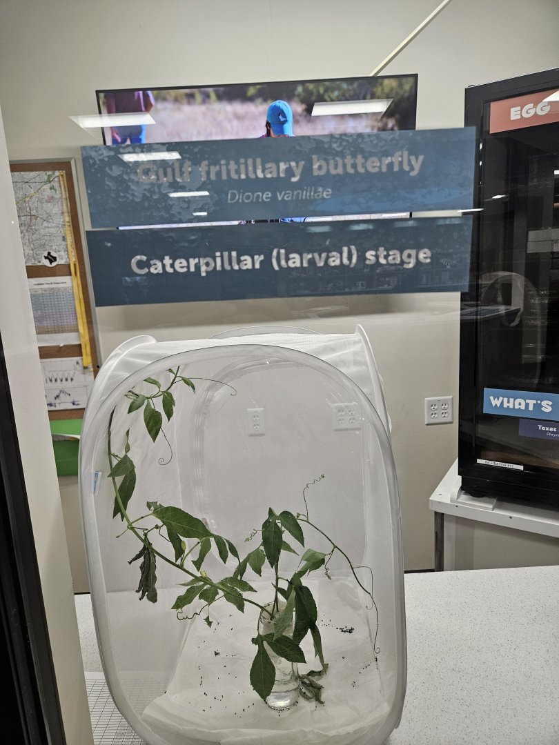 Gulf Fritillary butterfly