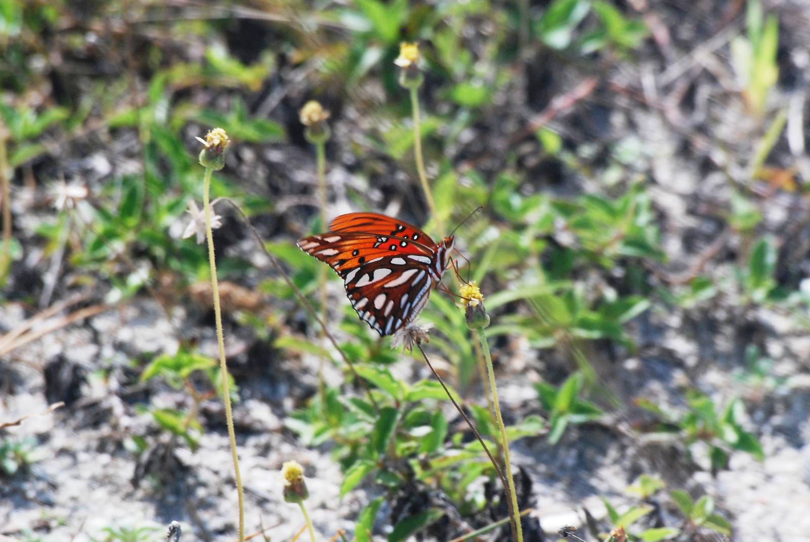 Gulf Fritillary, Cayo Costa, October 2013