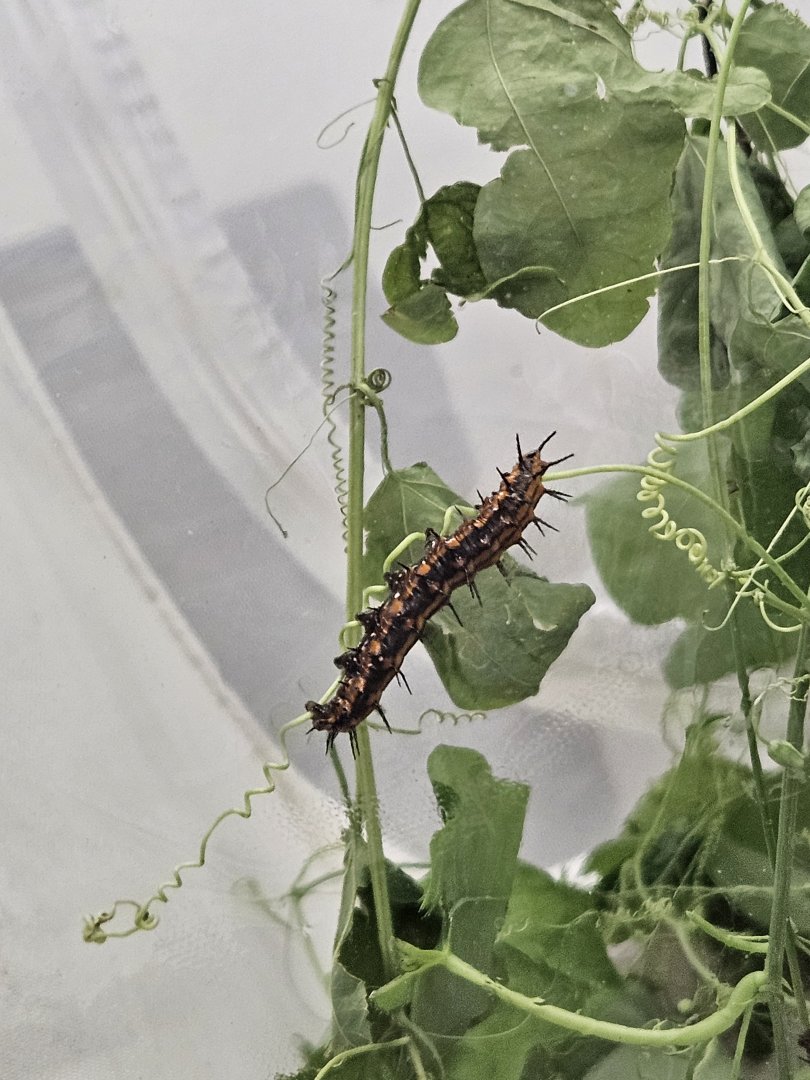 Gulf fritillary - larva