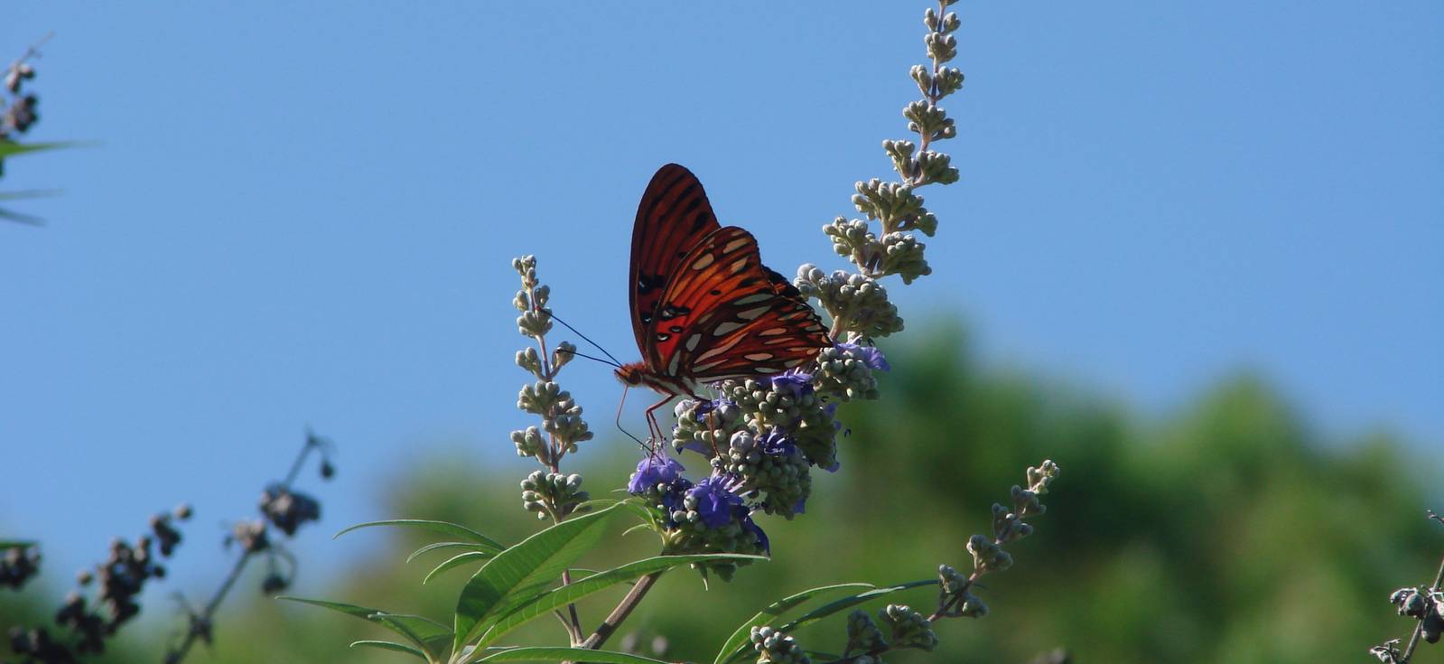 Gulf Fritillary