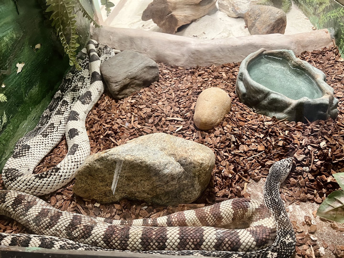 Gulf Hammock Rat Snake
