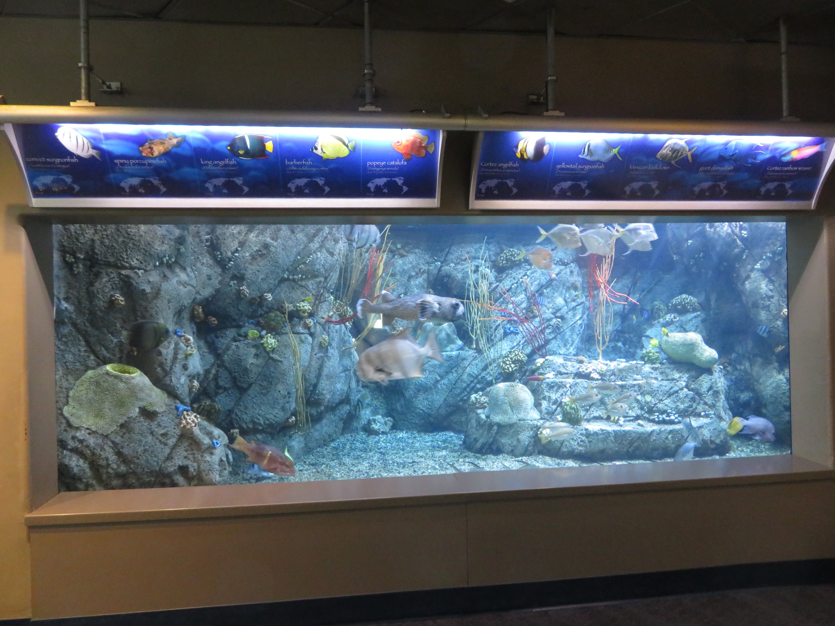 Gulf of California Tank