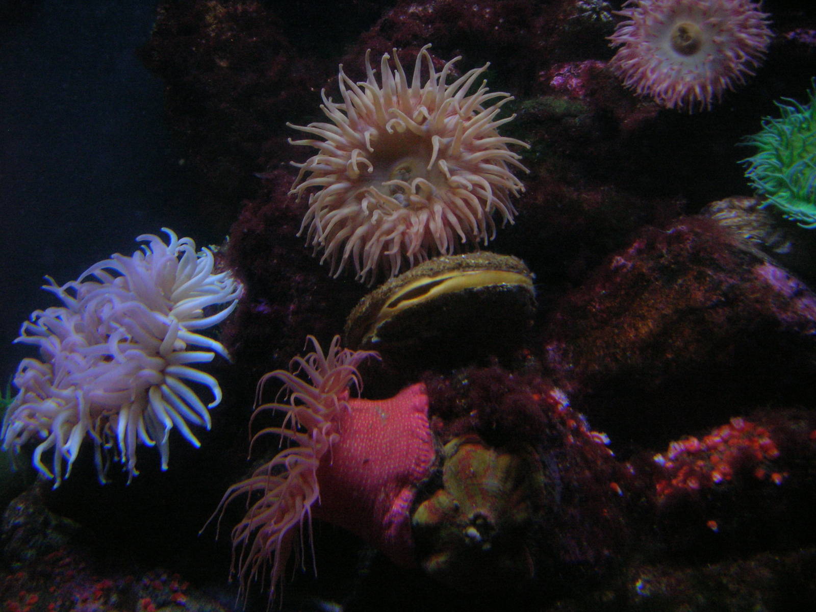 Gulf of Maine Exhibit