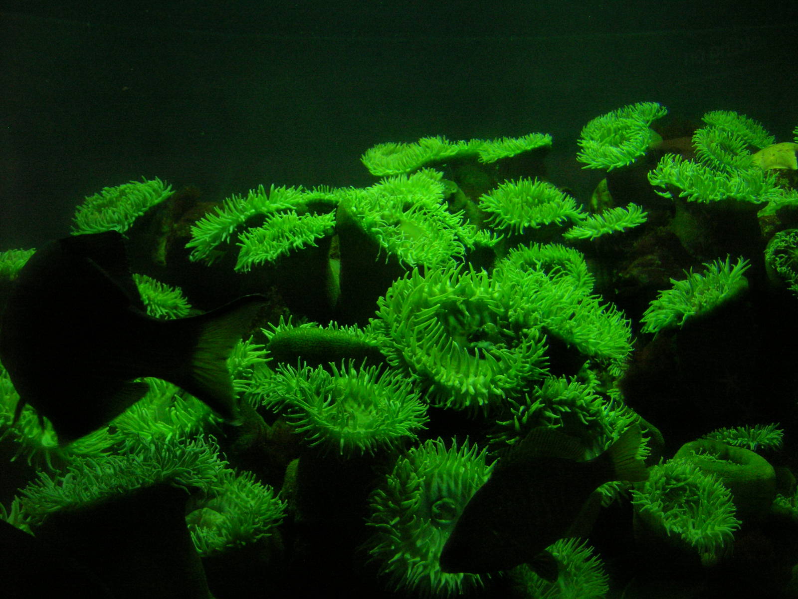 Gulf of Maine Exhibit