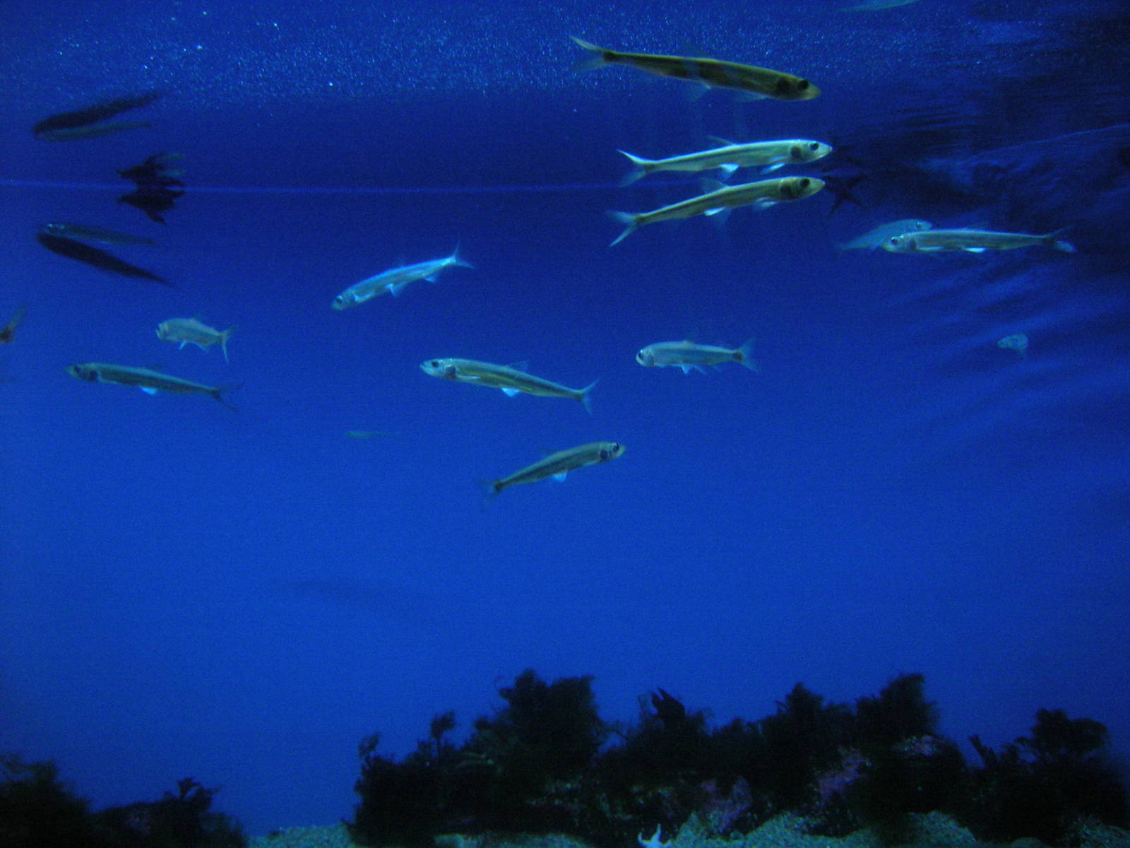 Gulf of Maine Exhibit