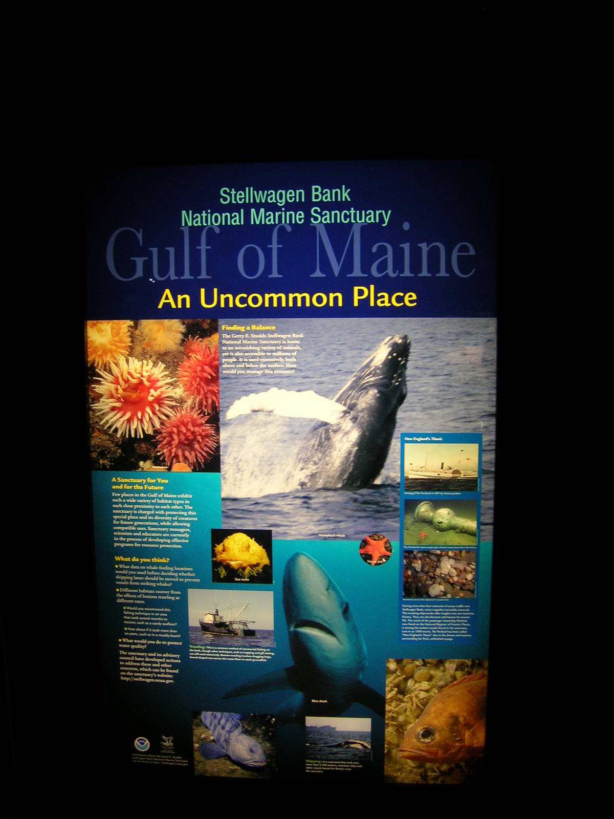 Gulf of Maine Exhibit