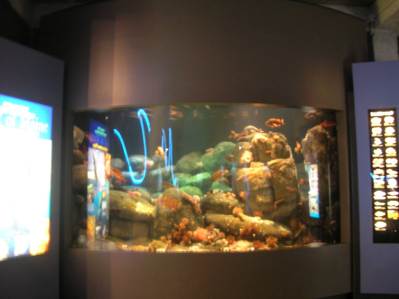 Gulf of Maine Exhibit