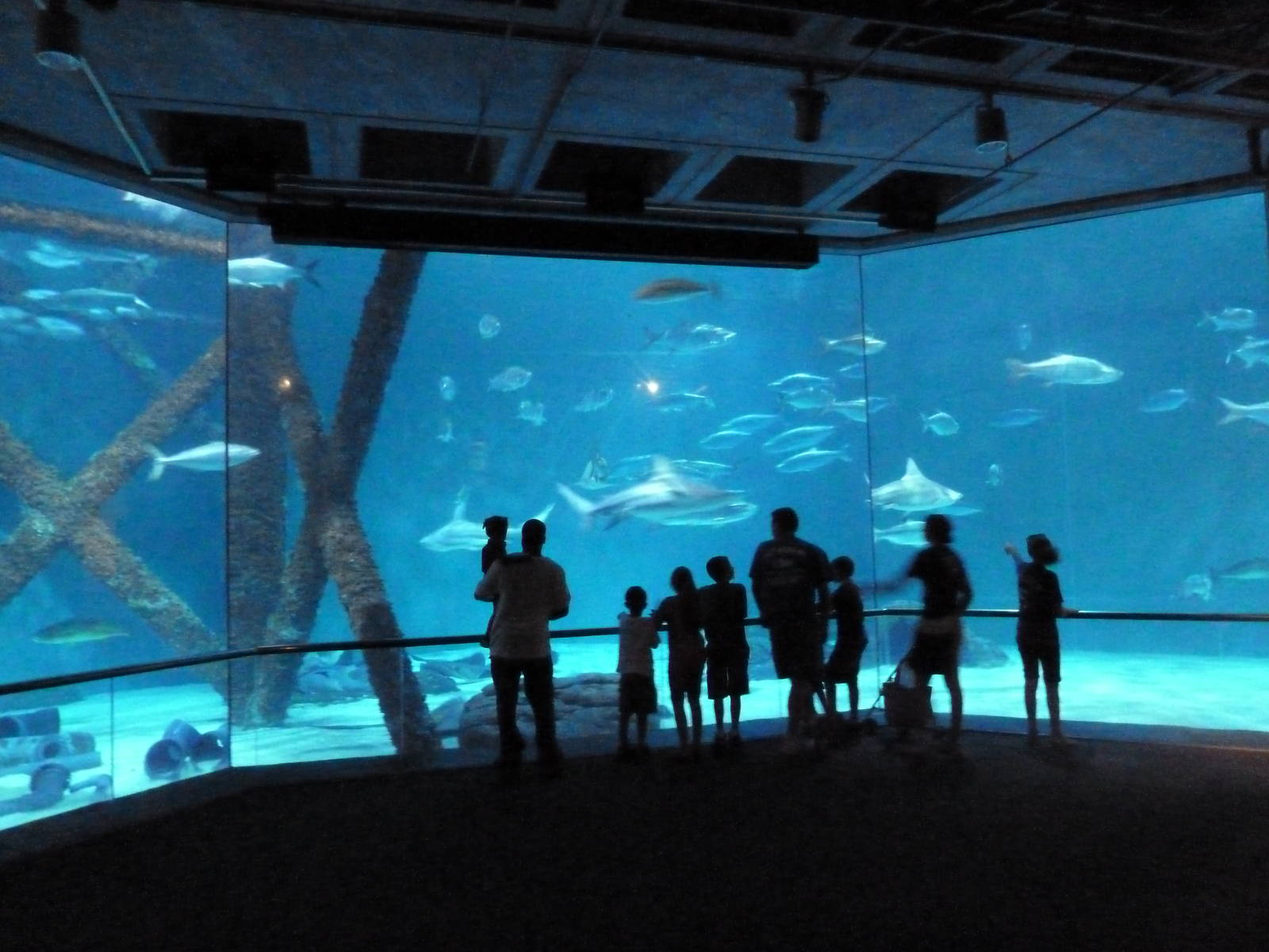 Gulf of Mexico - 400,000 Gallon Shark Tank